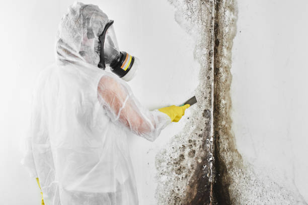 Best Local Mold Removal Service  in Bryant, WA