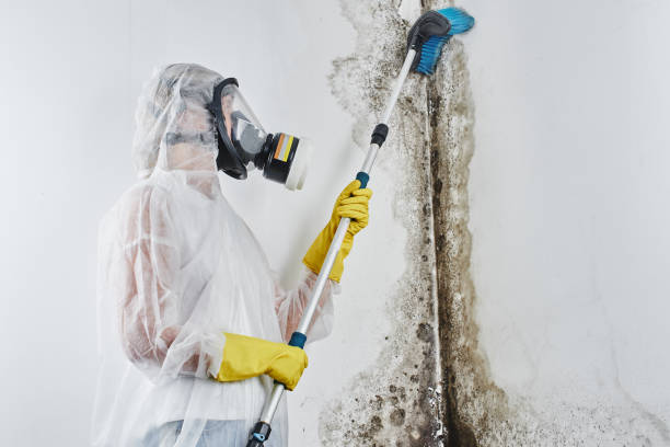 Best Attic Mold Removal  in Bryant, WA