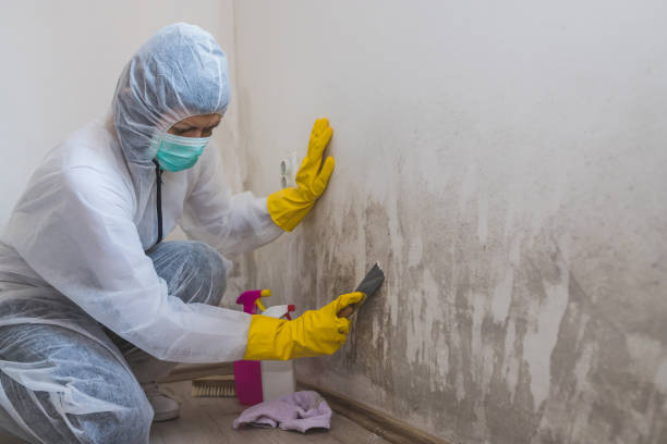 Best Residential Mold Removal  in Bryant, WA