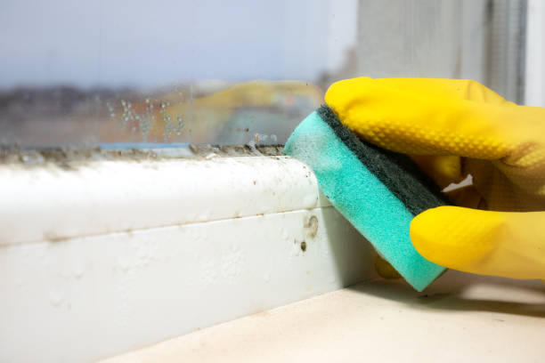 Best Office Mold Removal Services  in Bryant, WA