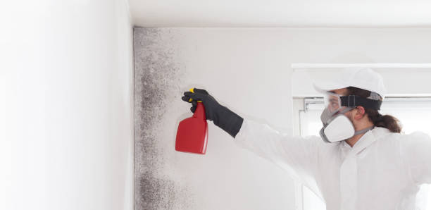 Trusted Bryant, WA Mold Removal Experts
