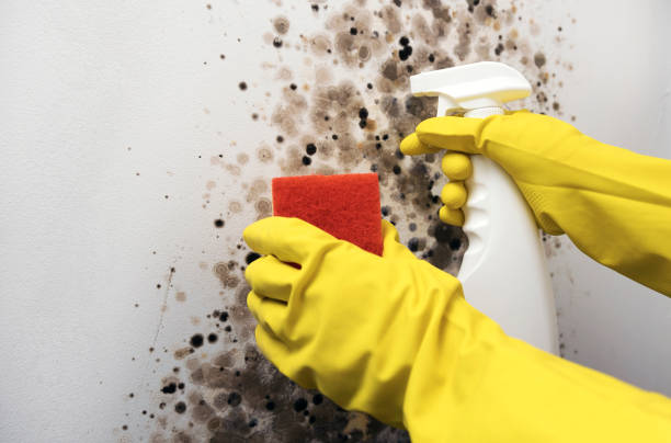 Best Certified Mold Removal  in Bryant, WA