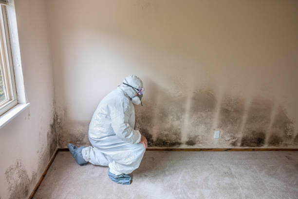 Best Emergency Mold Removal  in Bryant, WA