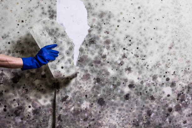 Home Mold Removal in Bryant, WA