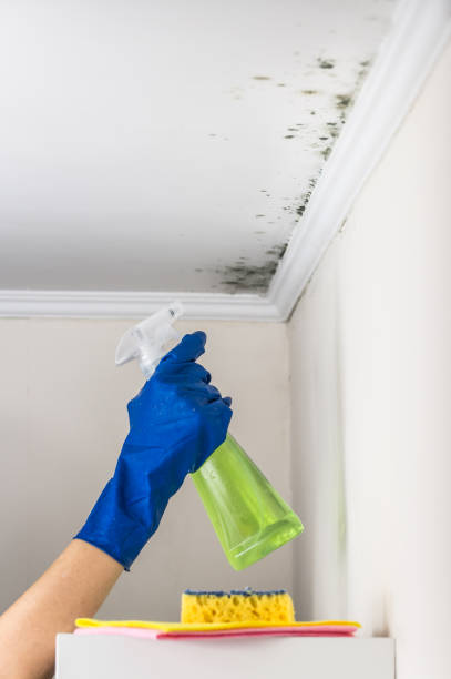 Best Crawl Space Mold Removal  in Bryant, WA
